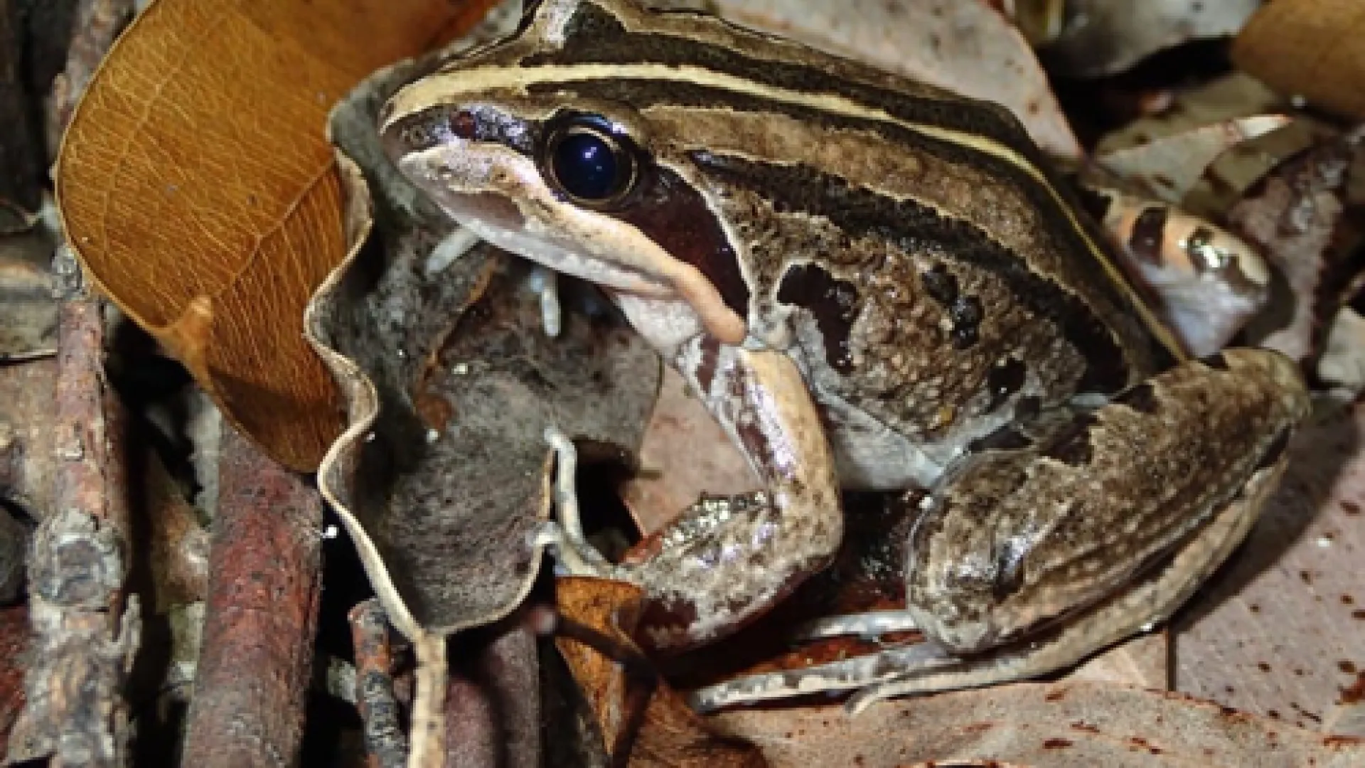 frog