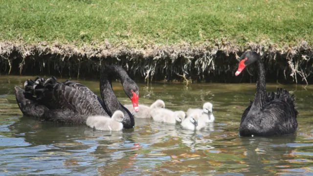 black swans