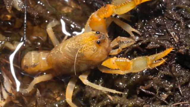 crayfish