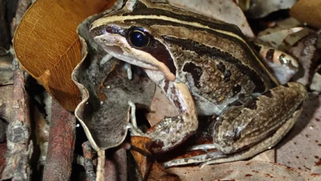 frog