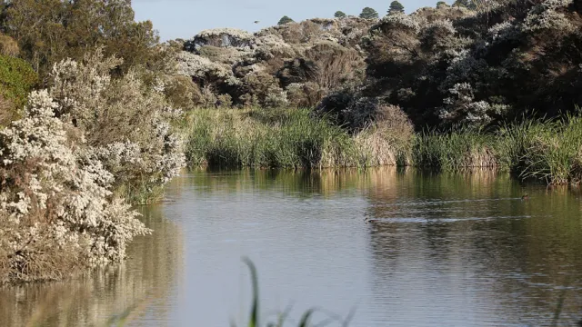 swamp scrub